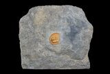 Top Quality, Orange Declivolithus Trilobite - Mecissi, Morocco #170758-3